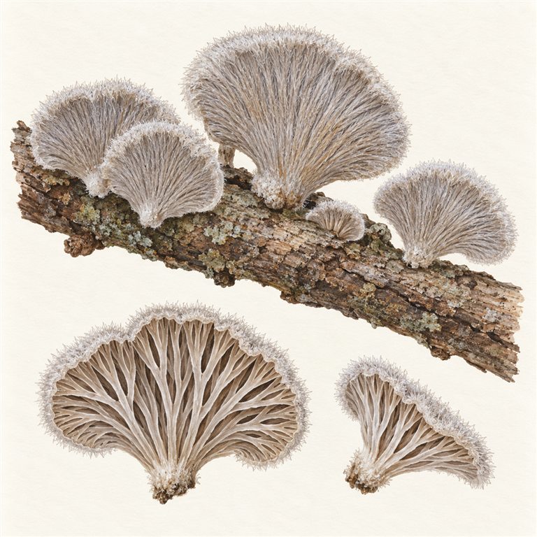 Kløvskivsopp (Schizophyllum commune)