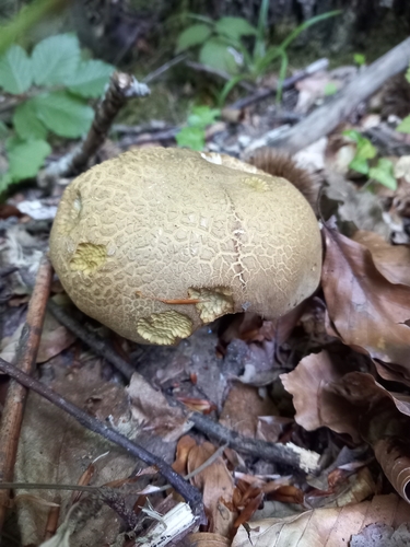 Bitter beech bolete (Caloboletus calopus)