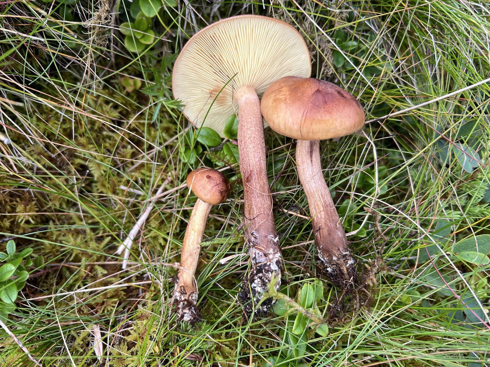 Birch knight (Tricholoma fulvum)