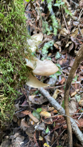Indian oyster (Pleurotus pulmonarius)