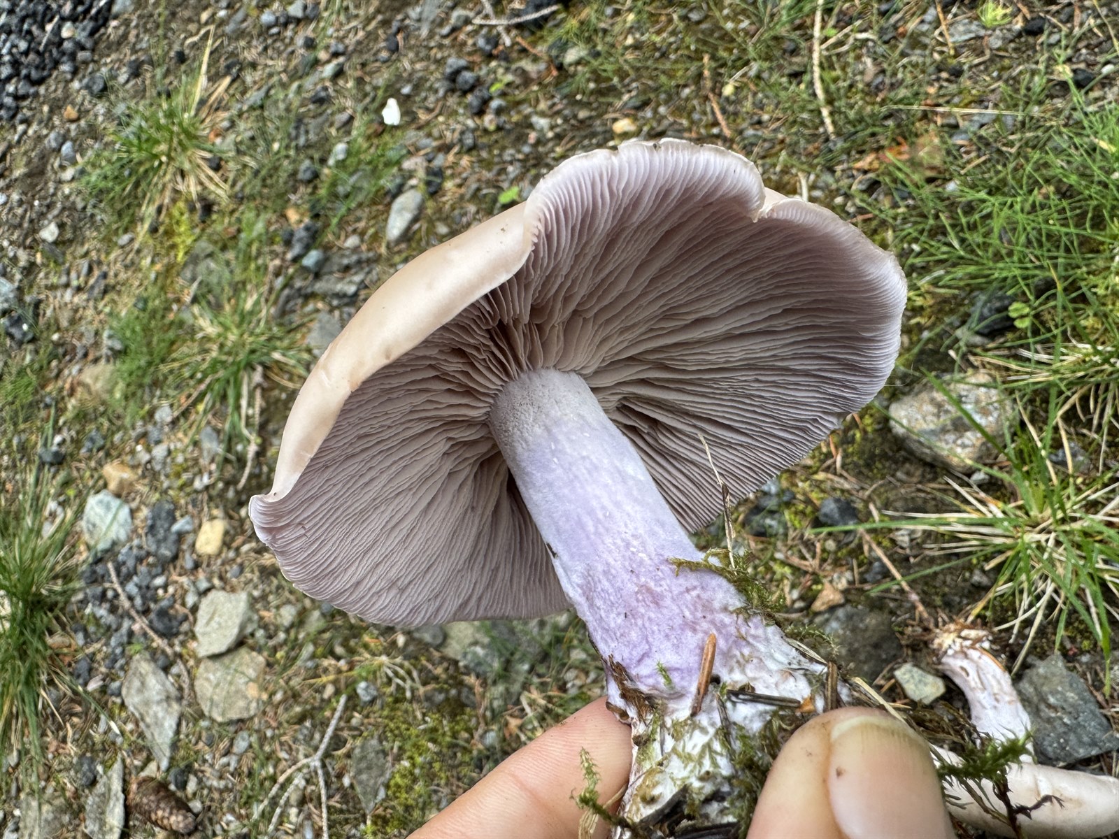 Wood blewit (Lepista nuda)