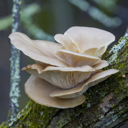 Oyster mushroom (Pleurotus ostreatus)
