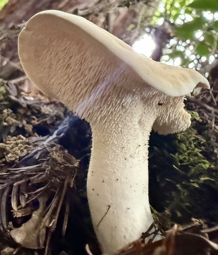 Wood hedgehog (Hydnum repandum)