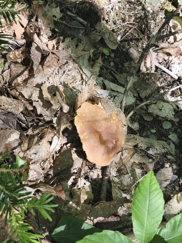 Summer bolete (Boletus reticulatus)