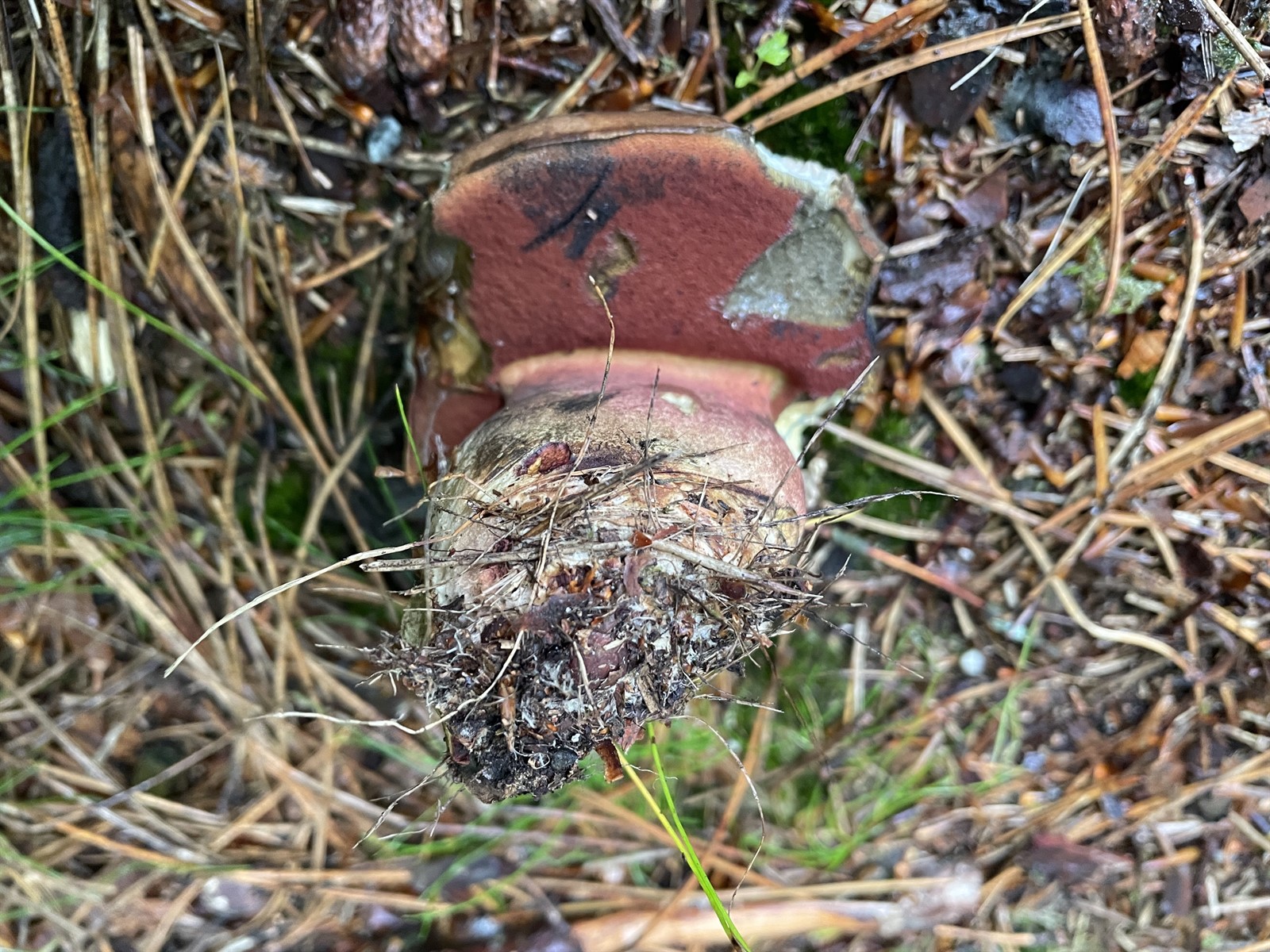 Scarletina bolete (Neoboletus praestigiator)