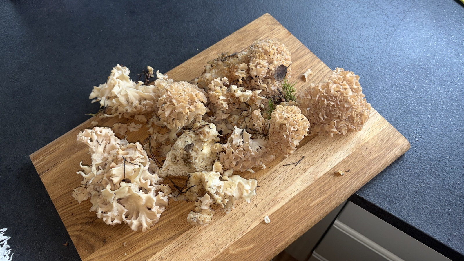 Cauliflower fungus (Sparassis crispa)
