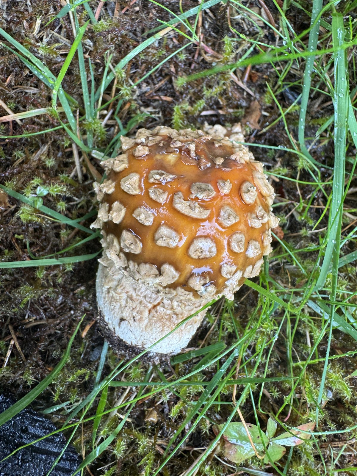 Royal fly agaric (Amanita regalis)