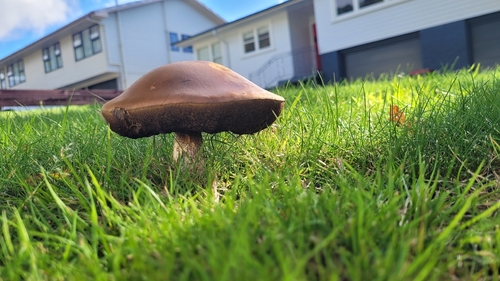 Birch bolete (Leccinum scabrum)