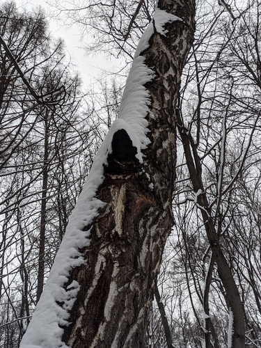 Chaga (Inonotus obliquus)