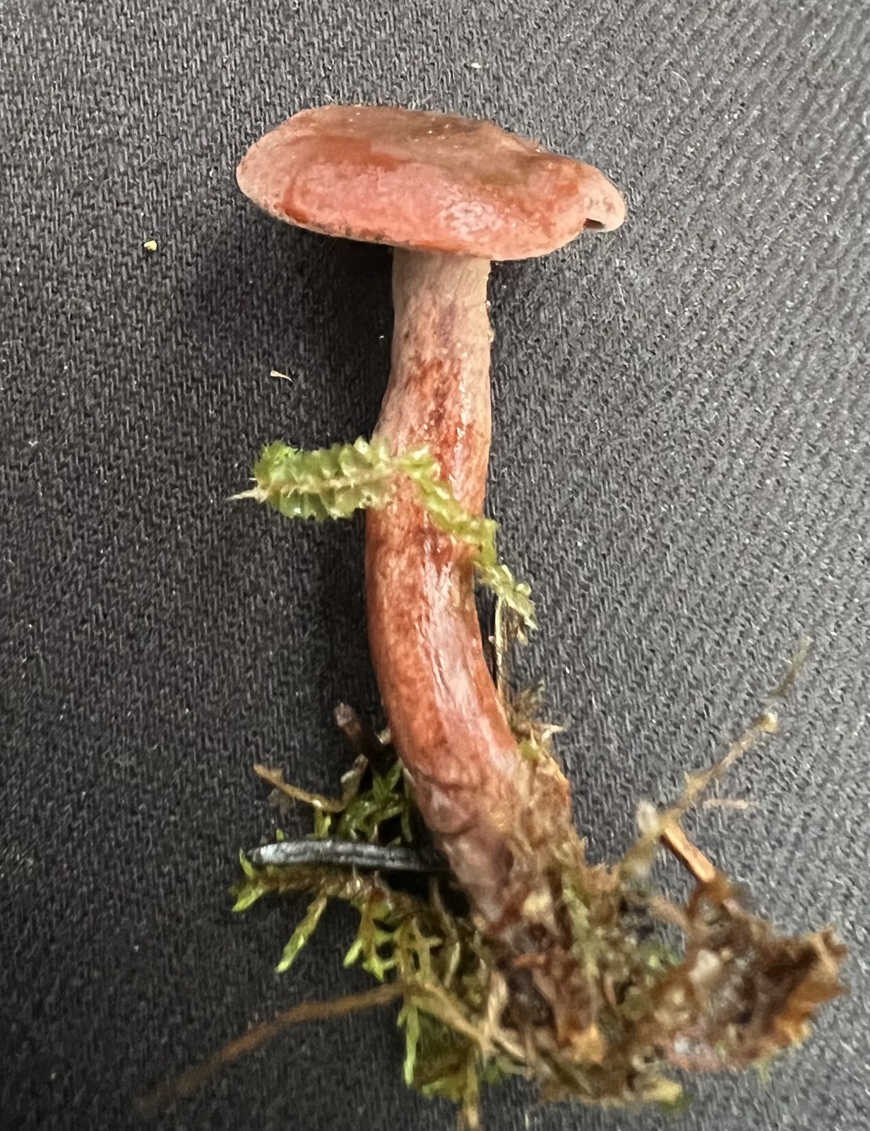 Curry milkcap (Lactarius camphoratus)