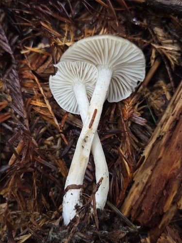 Fragrant waxcap (Hygrophorus agathosmus)