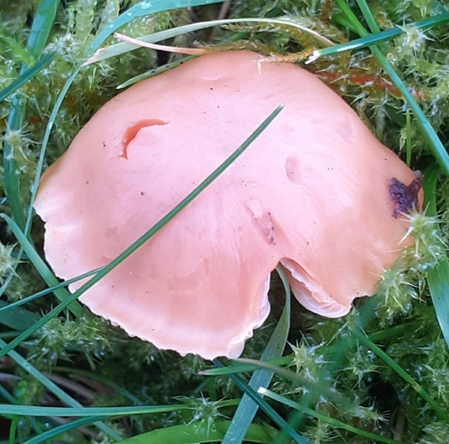 Meadow waxcap (Cuphophyllus pratensis)