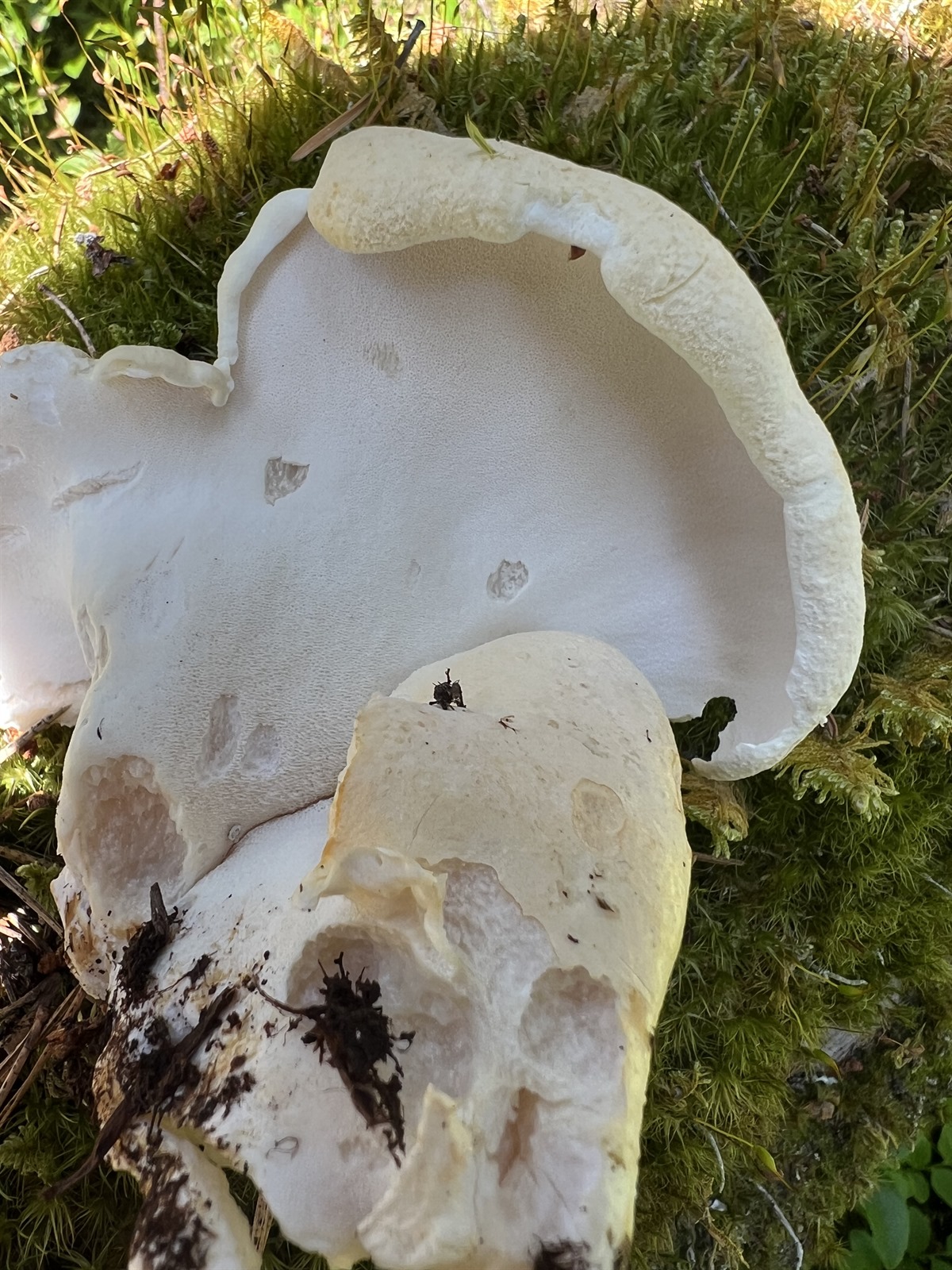 Sheep polypore (Albatrellus ovinus)