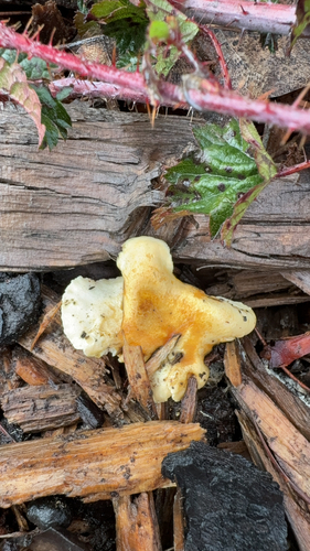 False chanterelle (Hygrophoropsis aurantiaca)