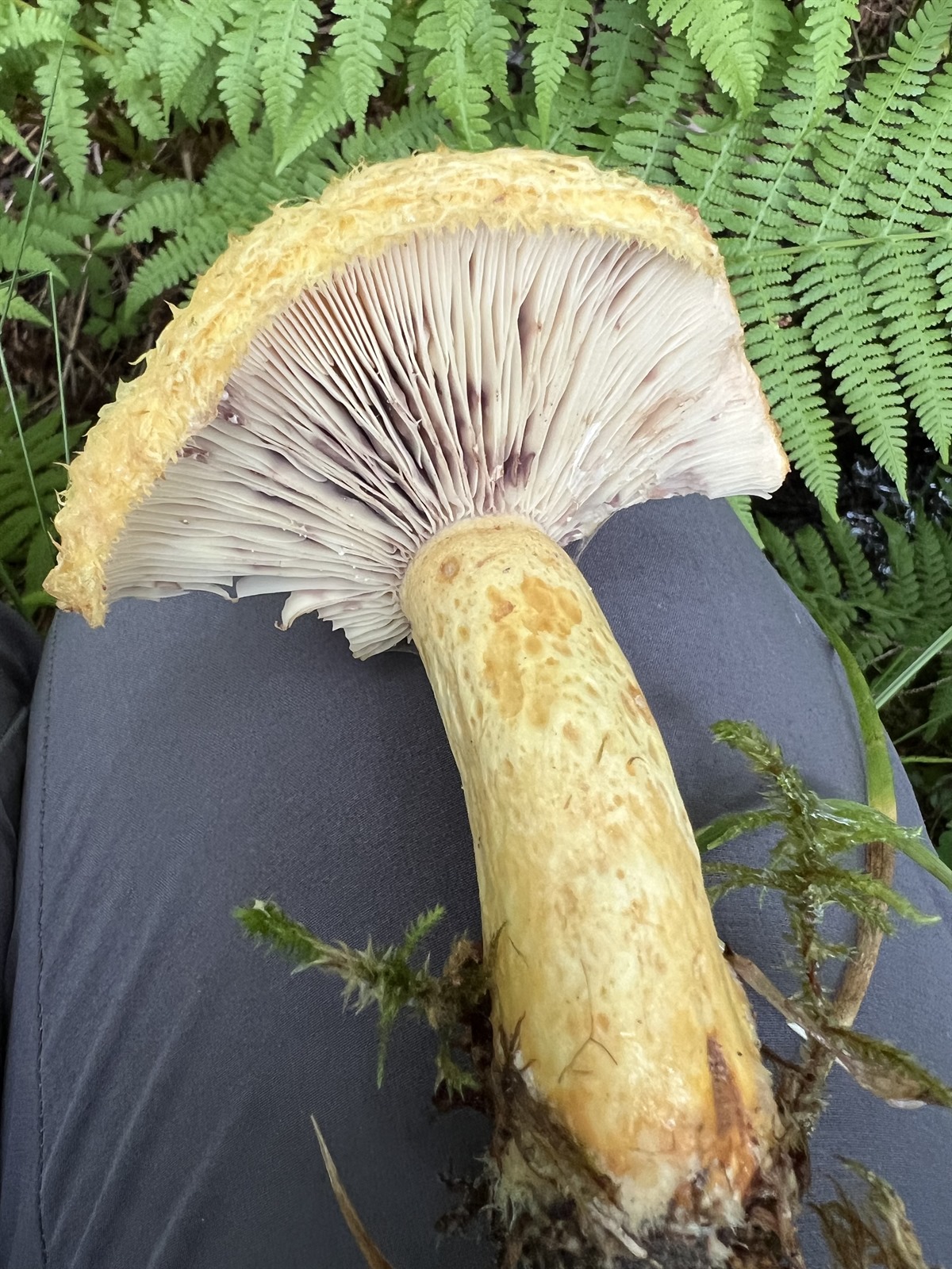 Northern milkcap (Lactarius repraesentaneus)