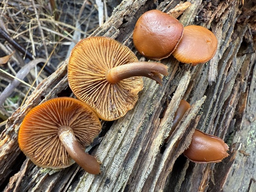 Funeral bell (Galerina marginata)