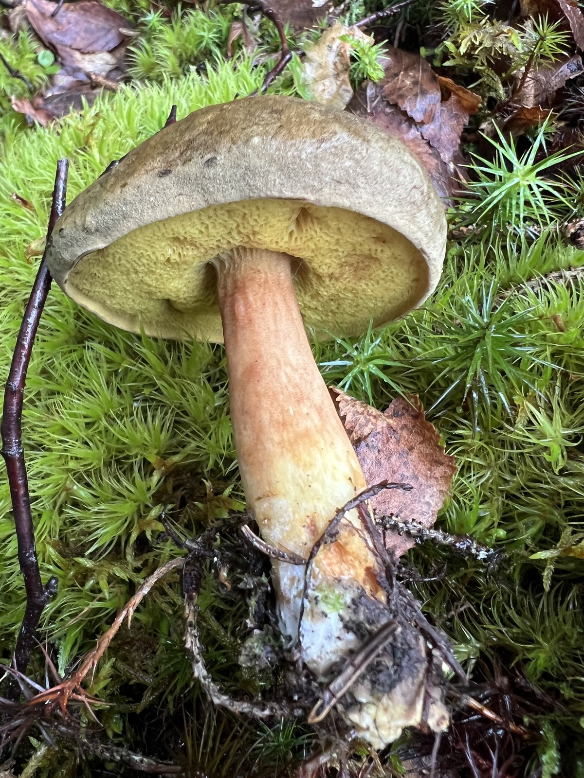 Suede bolete (Xerocomus ferrugineus)