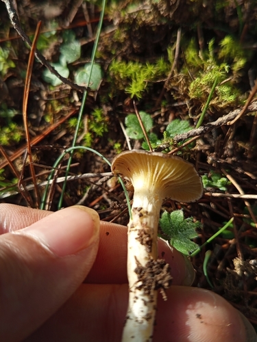 Herald of winter (Hygrophorus hypothejus)