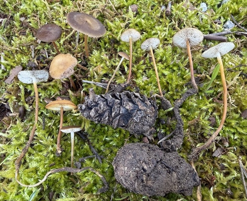 Pinecone cap (Strobilurus stephanocystis)