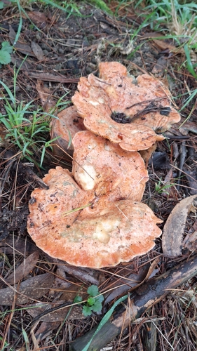 Saffron milkcap (Lactarius deliciosus)