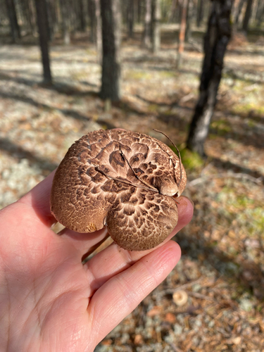 Scaly tooth (Sarcodon squamosus)