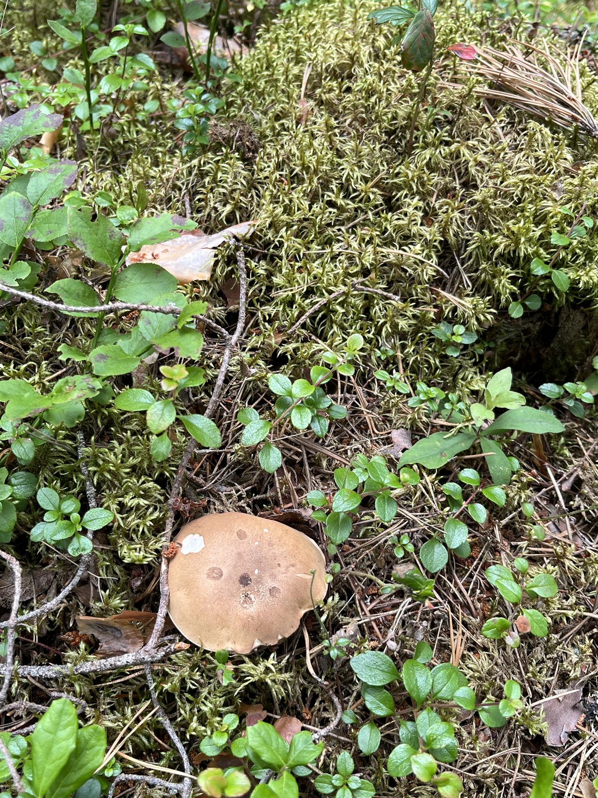 Bitter bolete (Tylopilus felleus)