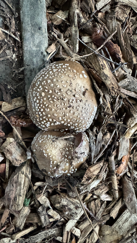 Grey spotted amanita (Amanita excelsa)