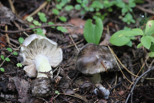 Charcoal burner knight (Tricholoma portentosum)