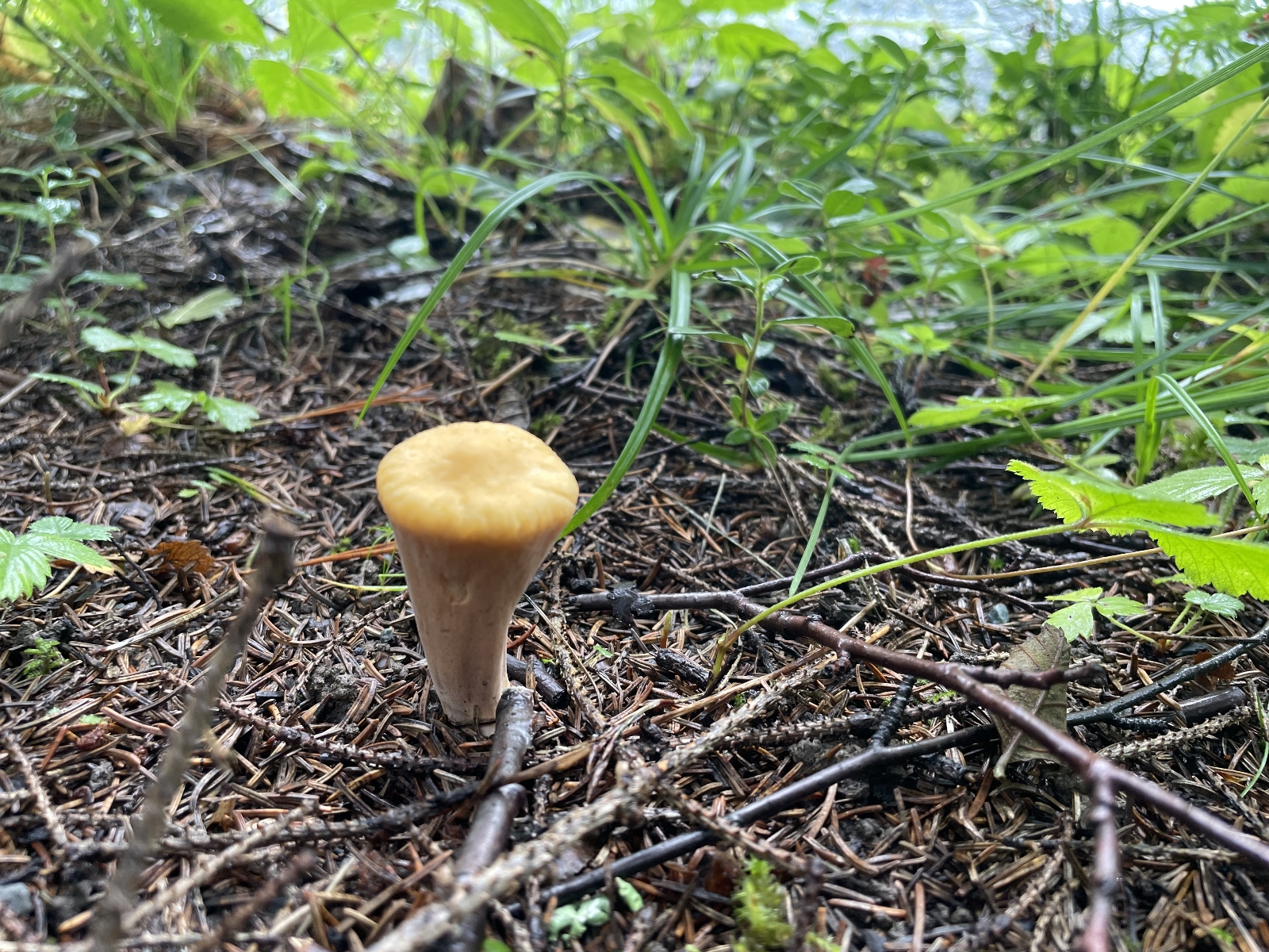Truncate club (Clavariadelphus truncatus)