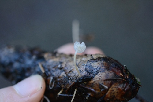 Sprucecone cap (Strobilurus esculentus)