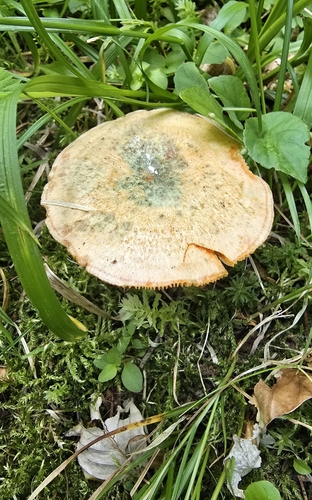 False saffron milkcap (Lactarius deterrimus)