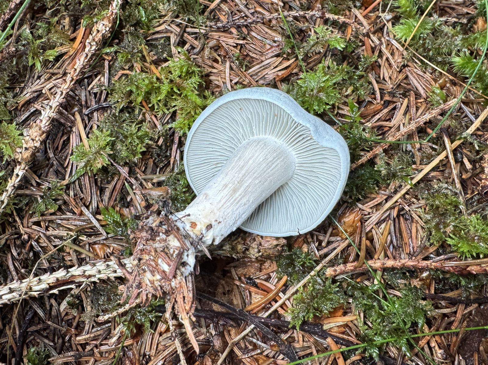 Aniseed funnel (Clitocybe odora)