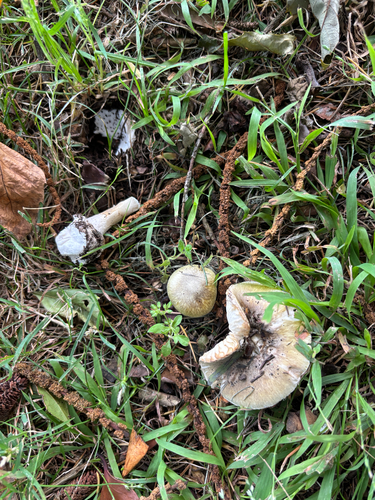 Death cap (Amanita phalloides)