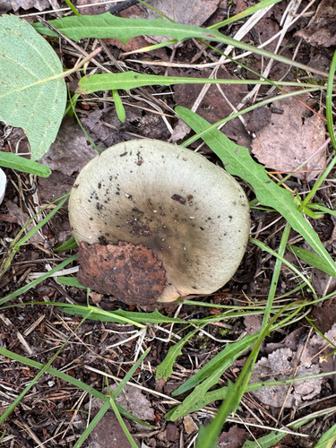 Green brittlegill (Russula aeruginea)