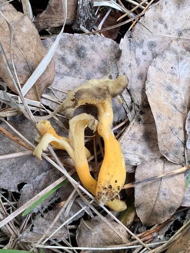 Yellow trumpet (Craterellus lutescens)