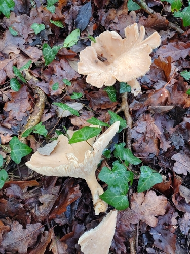 Trooping funnel (Infundibulicybe geotropa)