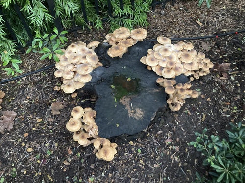 Honey fungus (Armillaria mellea)