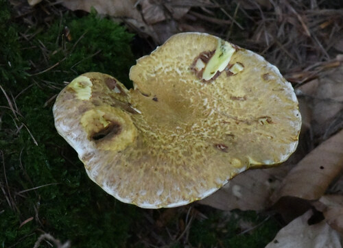 Hollow bolete (Suillus cavipes)