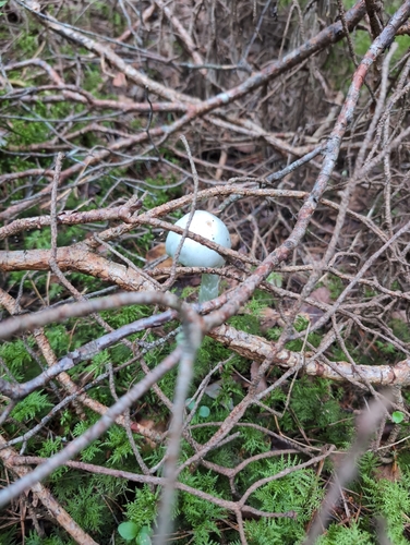 Destroying angel (Amanita virosa)