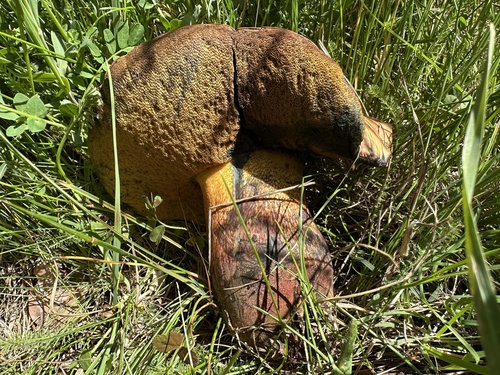 Lurid bolete (Suillellus luridus)