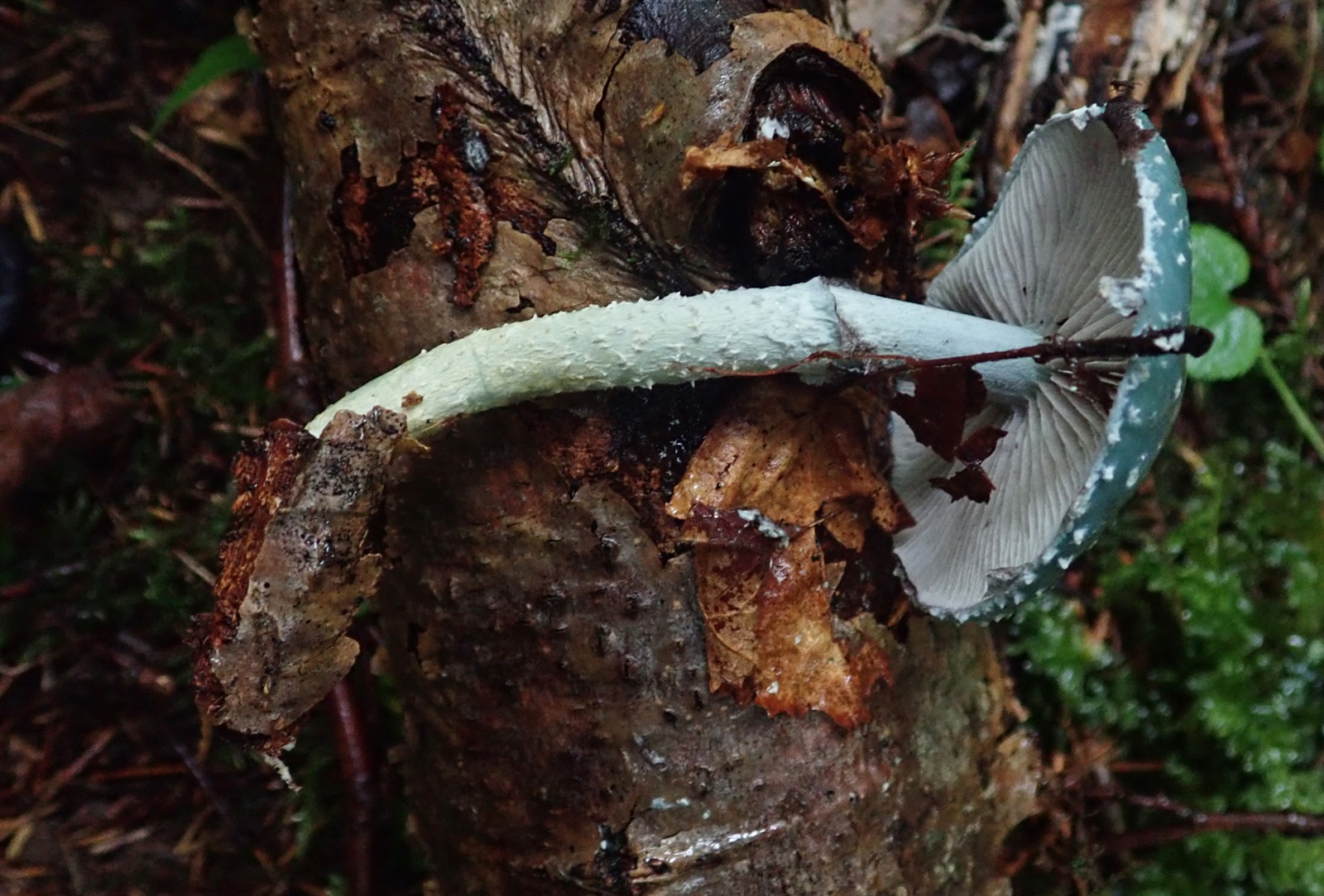 Verdigris agaric (Stropharia aeruginosa)