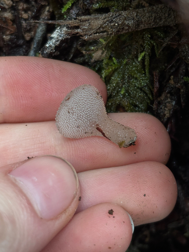 Jelly tooth (Pseudohydnum gelatinosum)