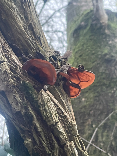 Wood ear (Auricularia auricula-judae)