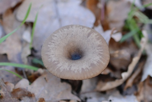 Goblet funnel (Pseudoclitocybe cyathiformis)