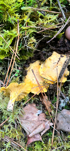 Chanterelle (Cantharellus cibarius)