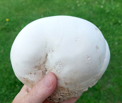 Giant puffball (Calvatia gigantea)