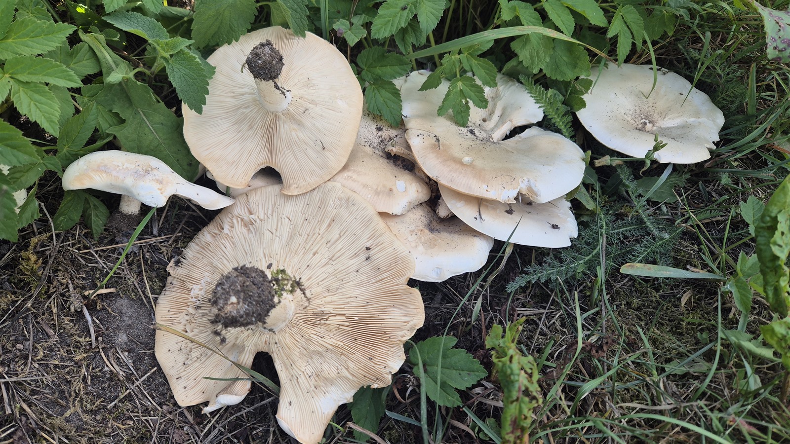 Giant funnel (Aspropaxillus giganteus)