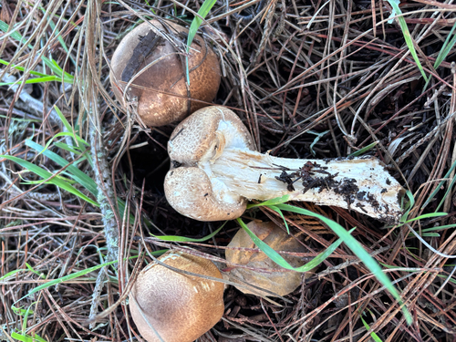 The prince (Agaricus augustus)