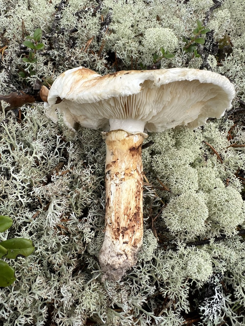 Matsutake (Tricholoma matsutake)