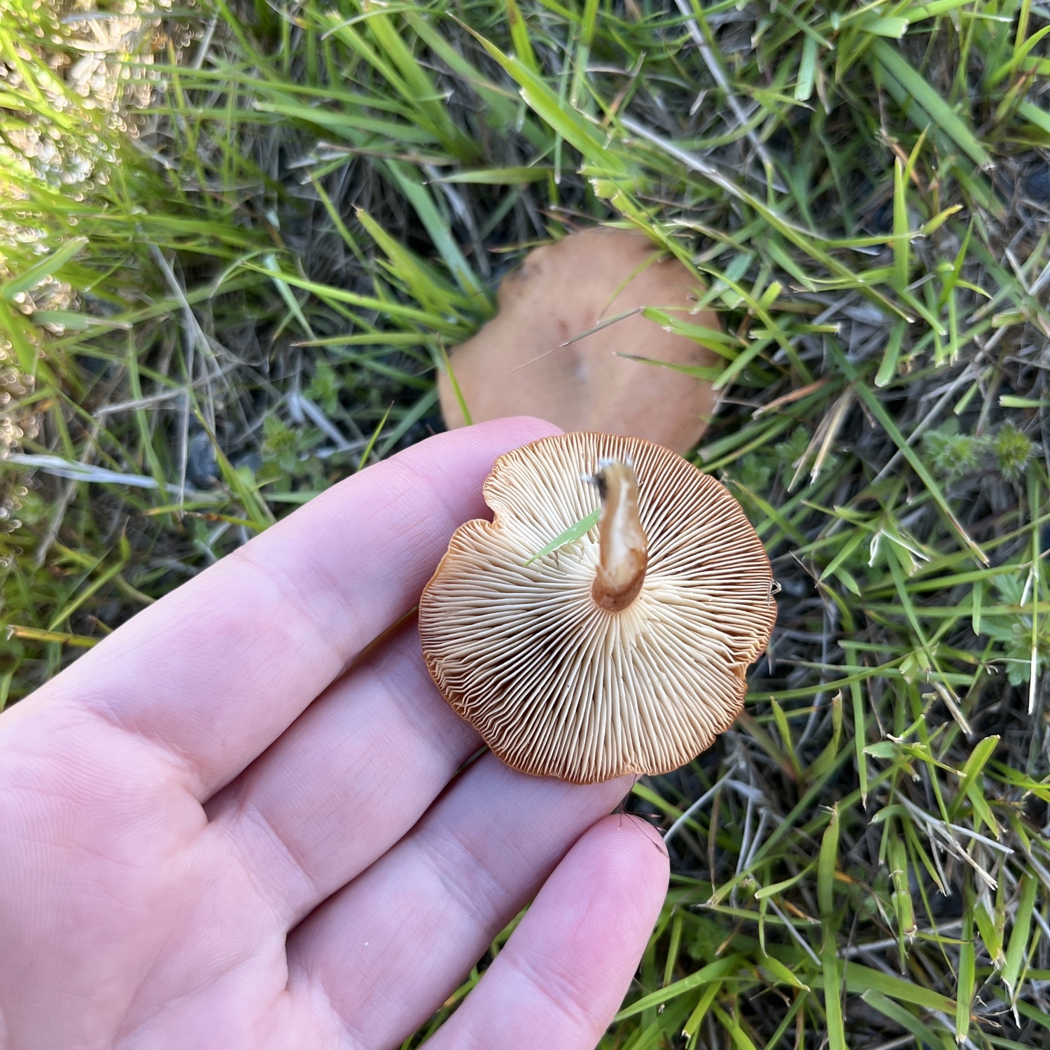 Fenugreek milkcap (Lactarius helvus)